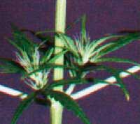 Thai Blten frh